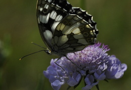 Papillons nature