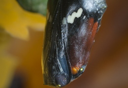 Petit monarque (Danaus chrysippus aegyptus)